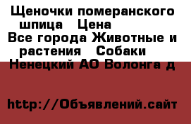 Щеночки померанского шпица › Цена ­ 25 000 - Все города Животные и растения » Собаки   . Ненецкий АО,Волонга д.